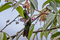 Tyrian Metaltail Metallura tyrianthina smaragdinicollis