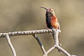 Wedge-tailed Hillstar Oreotrochilus adela