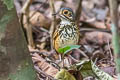 Alta Floresta Antpitta Hylopezus whittakeri