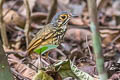 Alta Floresta Antpitta Hylopezus whittakeri