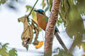 Amazonian Motmot Momotus momota cametensis