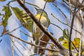 Ashy-headed Greenlet pectoralis