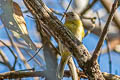 Ashy-headed Greenlet pectoralis