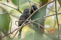 Bananal Antbird Cercomacra ferdinandi