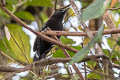 Bananal Antbird Cercomacra ferdinandi