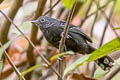 Bananal Antbird Cercomacra ferdinandi