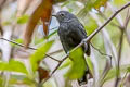 Bananal Antbird Cercomacra ferdinandi