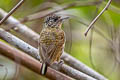 Bar-breasted Piculet Picumnus aurifrons transfasciatus