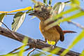 Barred Antshrike Thamnophilus doliatus difficilis