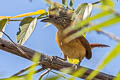 Barred Antshrike Thamnophilus doliatus difficilis