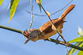 Barred Antshrike Thamnophilus doliatus difficilis