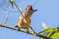 Barred Antshrike Thamnophilus doliatus difficilis