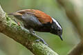 Black-bellied Gnateater Conopophaga melanogaster