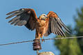 Black-collared Hawk Busarellus nigricollis nigricollis