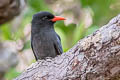 Black-fronted Nunbird Monasa nigrifrons nigrifrons