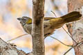 Buff-throated Saltator Saltator maximus maximus