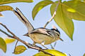 Caatinga Antwren Radinopsyche sellowi