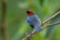 Chestnut-headed Tanager Thlypopsis pyrrhocoma