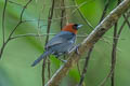 Chestnut-headed Tanager Thlypopsis pyrrhocoma