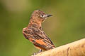 Cliff Flycatcher Hirundinea ferruginea bellicosa