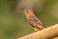 Cliff Flycatcher Hirundinea ferruginea bellicosa