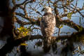 Crested Eagle Morphnus guianensis