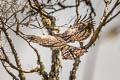 Crested Eagle Morphnus guianensis