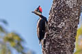 Crimson-crested Woodpecker Campephilus melanoleucos cearae