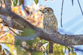 Eastern Striolated Puffbird Nystalus striolatus torridus