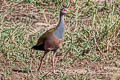 Giant Wood Rail Aramides ypecaha