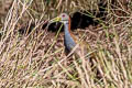 Giant Wood Rail Aramides ypecaha