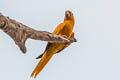 Golden Parakeet Guaruba guarouba