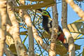 Gould's Toucanet Selenidera gouldii