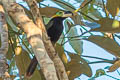 Gould's Toucanet Selenidera gouldii