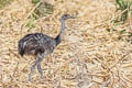 Greater Rhea Rhea americana americana