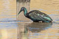 Green Ibis Mesembrinibis cayennensis