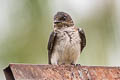 Grey-breasted Martin Progne chalybea macrorhamphus