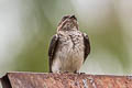 Grey-breasted Martin Progne chalybea macrorhamphus