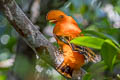 Guianan Cock-of-th-rock Rupicola rupicola