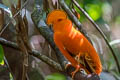 Guianan Cock-of-th-rock Rupicola rupicola