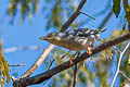 Hooded Tanager Nemosia pileata pileata