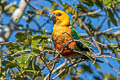 Jandaya Parakeet Aratinga jandaya