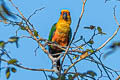 Jandaya Parakeet Aratinga jandaya