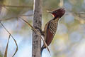 Kaempfer's Woodpecker Celeus obrieni