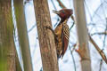 Kaempfer's Woodpecker Celeus obrieni