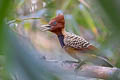 Kaempfer's Woodpecker Celeus obrieni