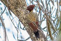 Kaempfer's Woodpecker Celeus obrieni