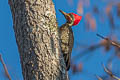 Lineated Woodpecker Dryocopus lineatus lineatus