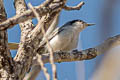 Masked Gnatcatcher Polioptila dumicola berlepschi