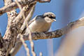 Masked Gnatcatcher Polioptila dumicola berlepschi